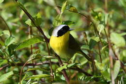 Geothlypis trichas (Linnaeus 1766) resmi