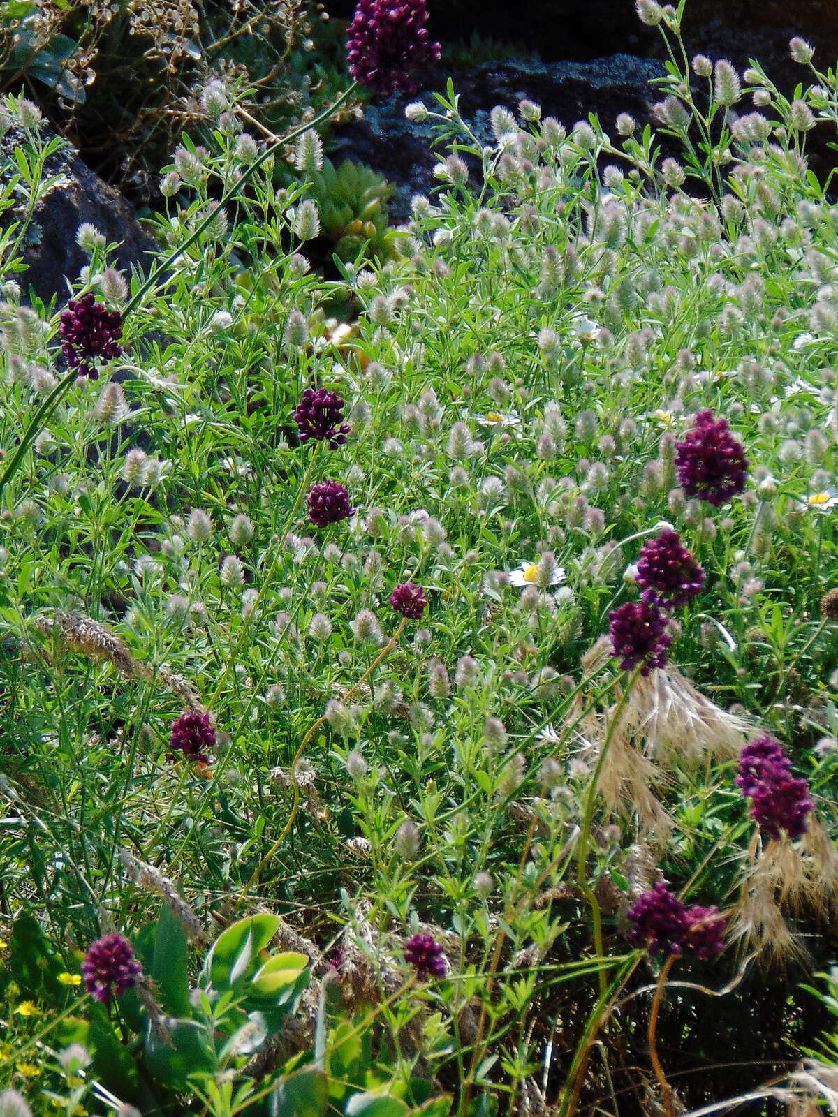 Image of sand leek