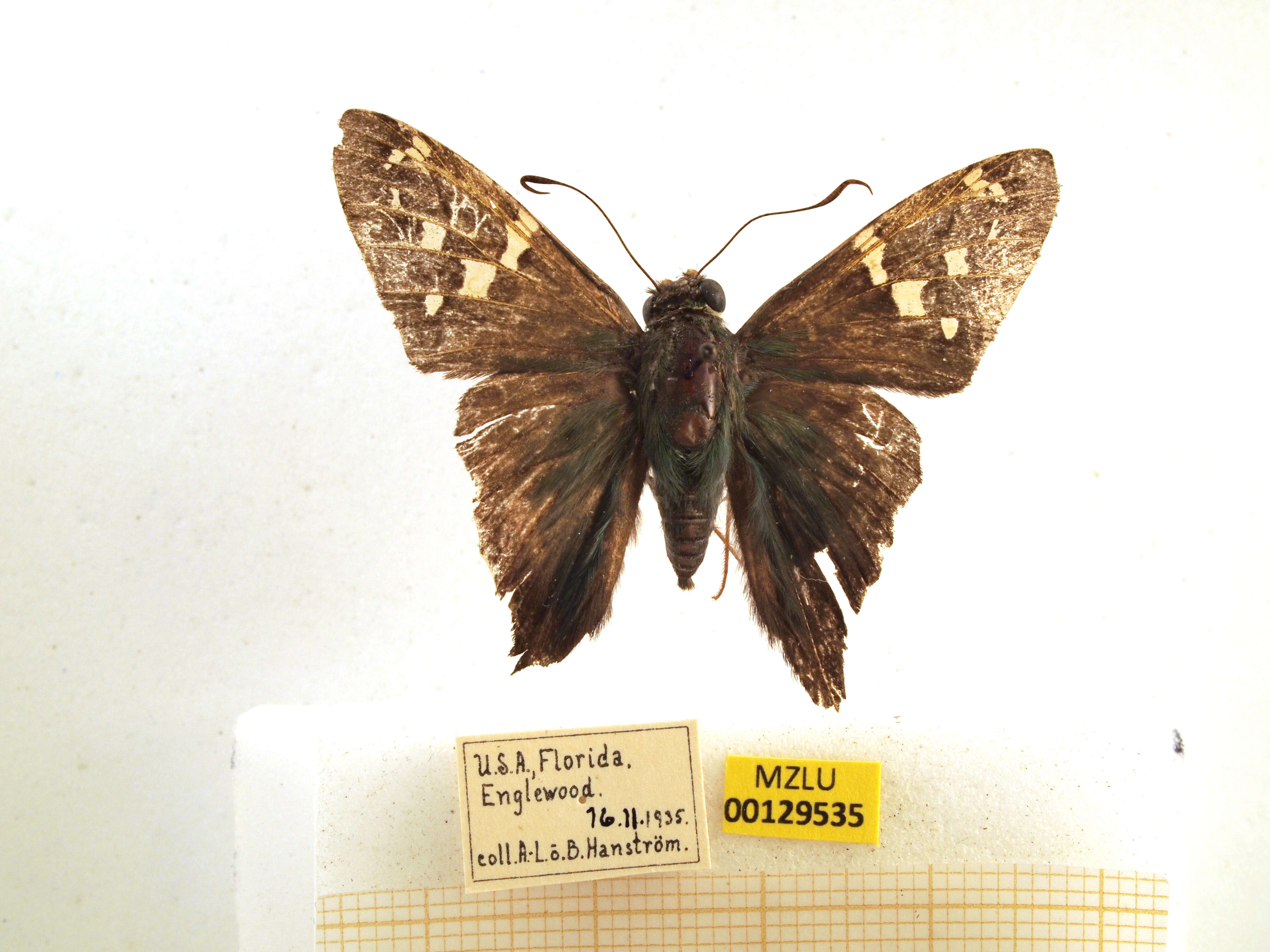 Image of Long-tailed Skipper