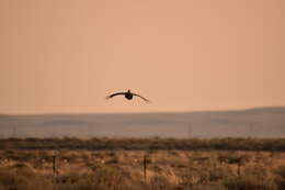 Image of Gunnison sage-grouse; greater sage-grouse