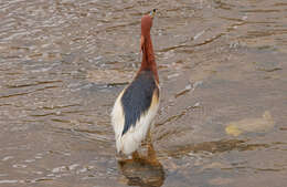 Image of Chinese Pond Heron