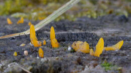 Image of Calocera