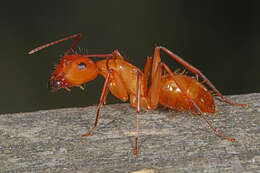 Image of Camponotus castaneus (Latreille 1802)