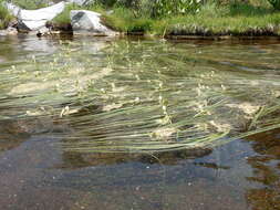 Image of Floating Bur-reed