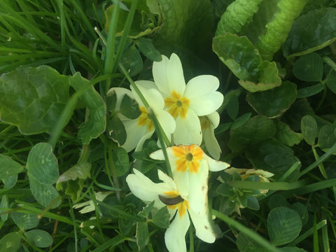 Image of <i>Primula <i>vulgaris</i></i> vulgaris