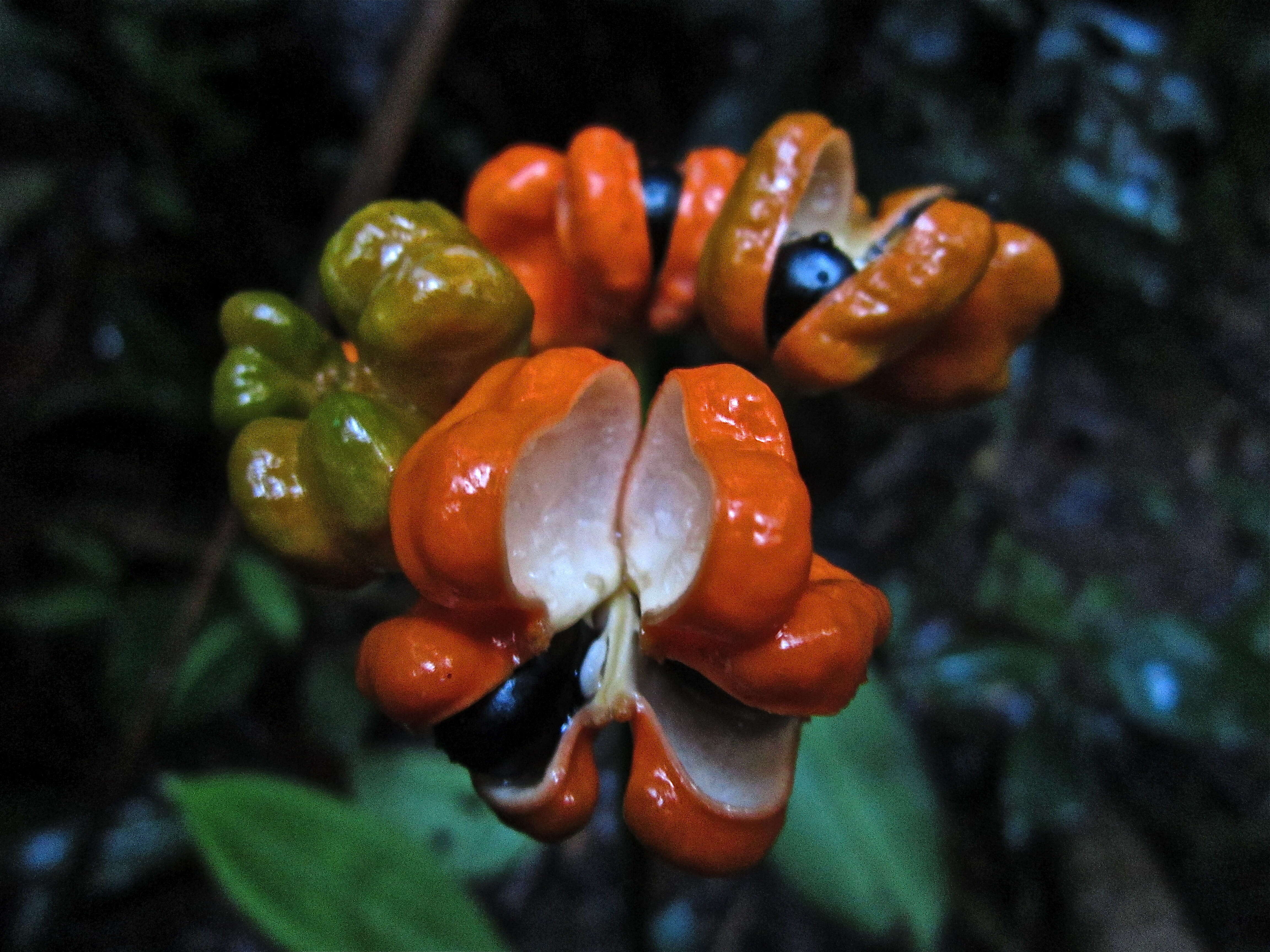 Image of guarana