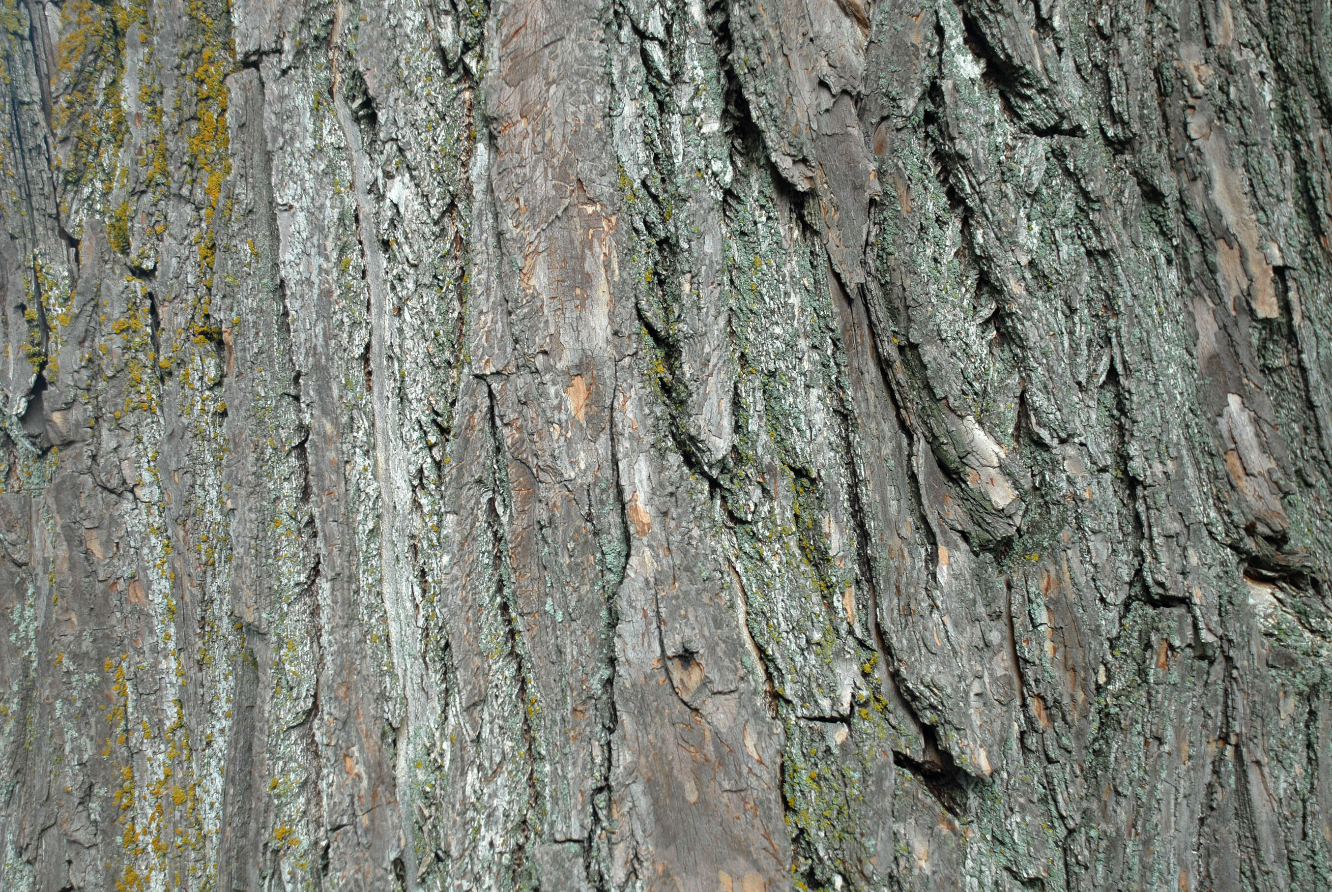 Image of Mitten tree