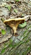 Image of Polyporus tuberaster (Jacq. ex Pers.) Fr. 1821