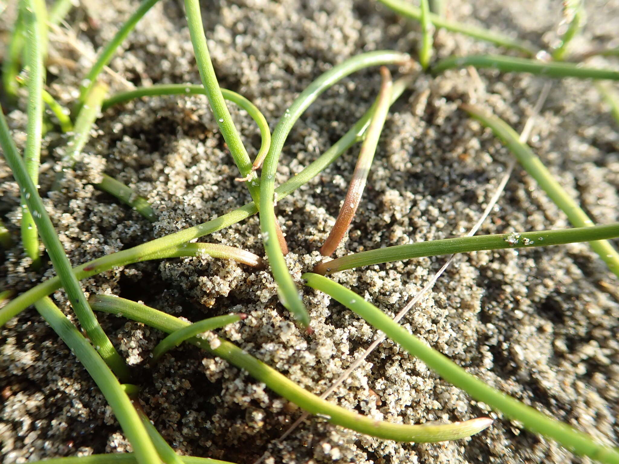 Image of three-rib arrowgrass