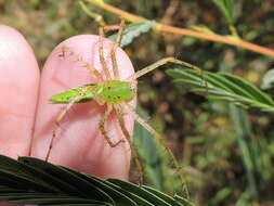 Image of Peucetia