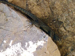 Image of Clark's spiny lizard