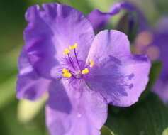 Слика од Tradescantia ohiensis Raf.