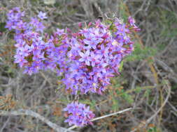 Image de Calytrix leschenaultii (Schauer) Benth.