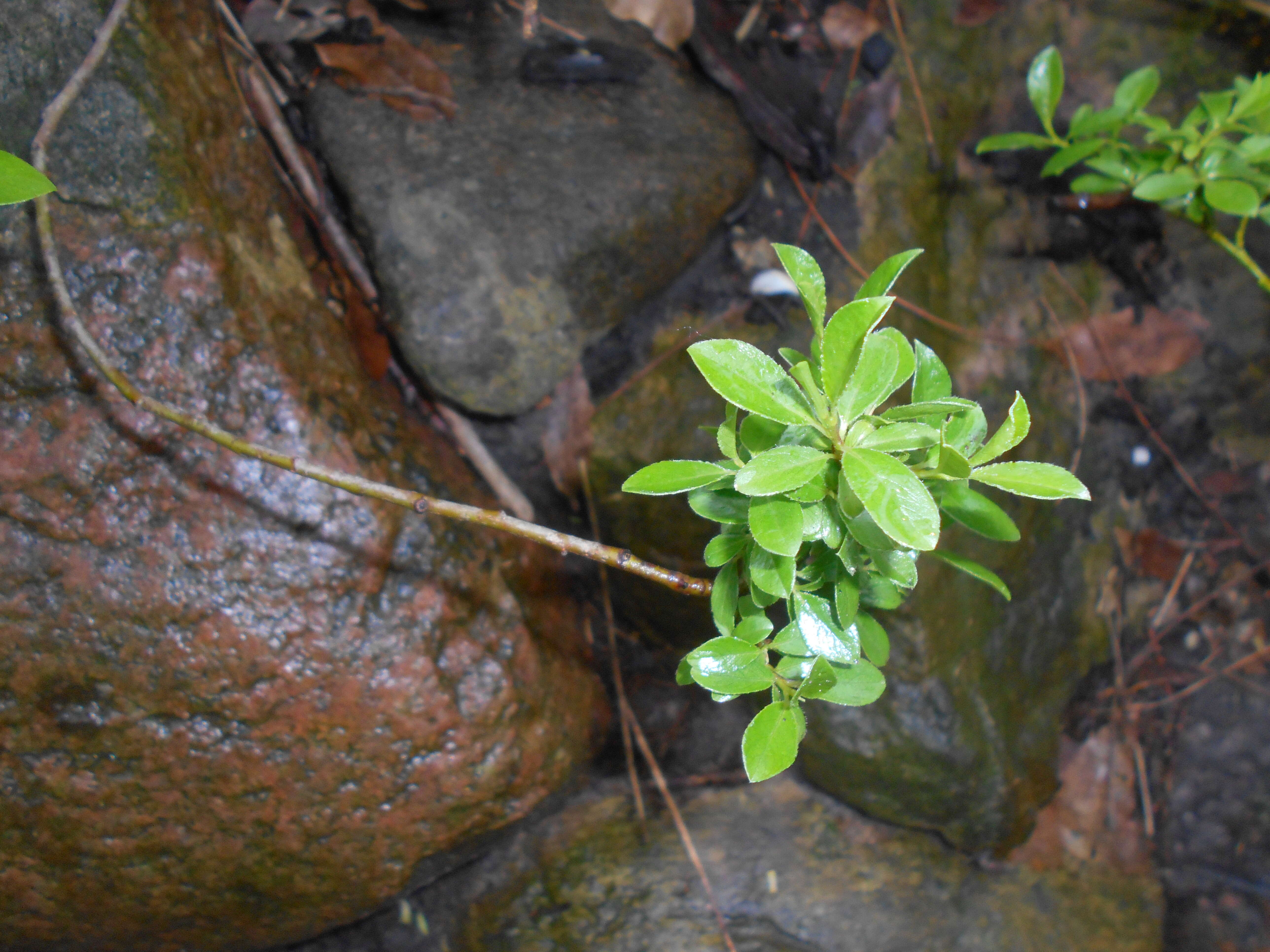 Image of Salix alpina Scop.