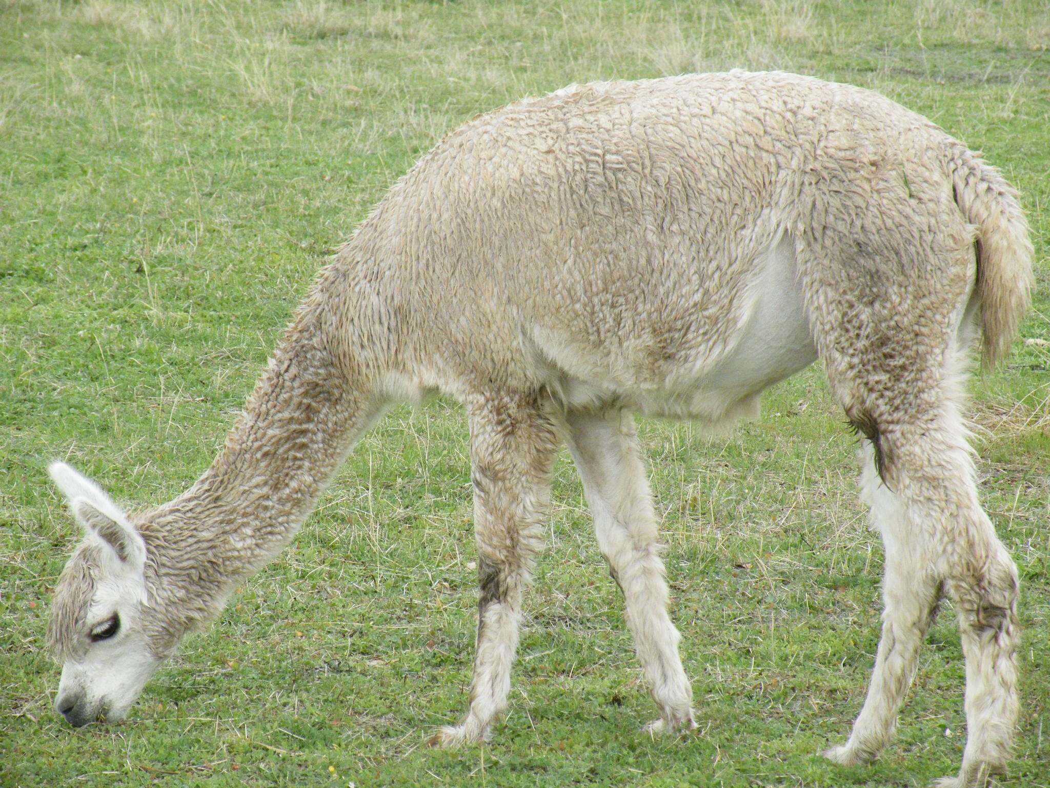 Image of Alpaca