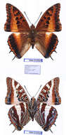 Imagem de Charaxes druceanus Butler 1869