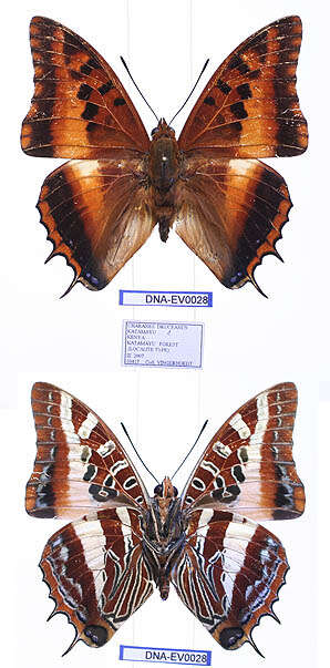 Imagem de Charaxes druceanus Butler 1869