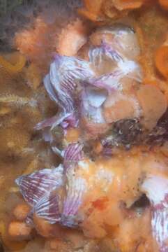 Image of Striped barnacle