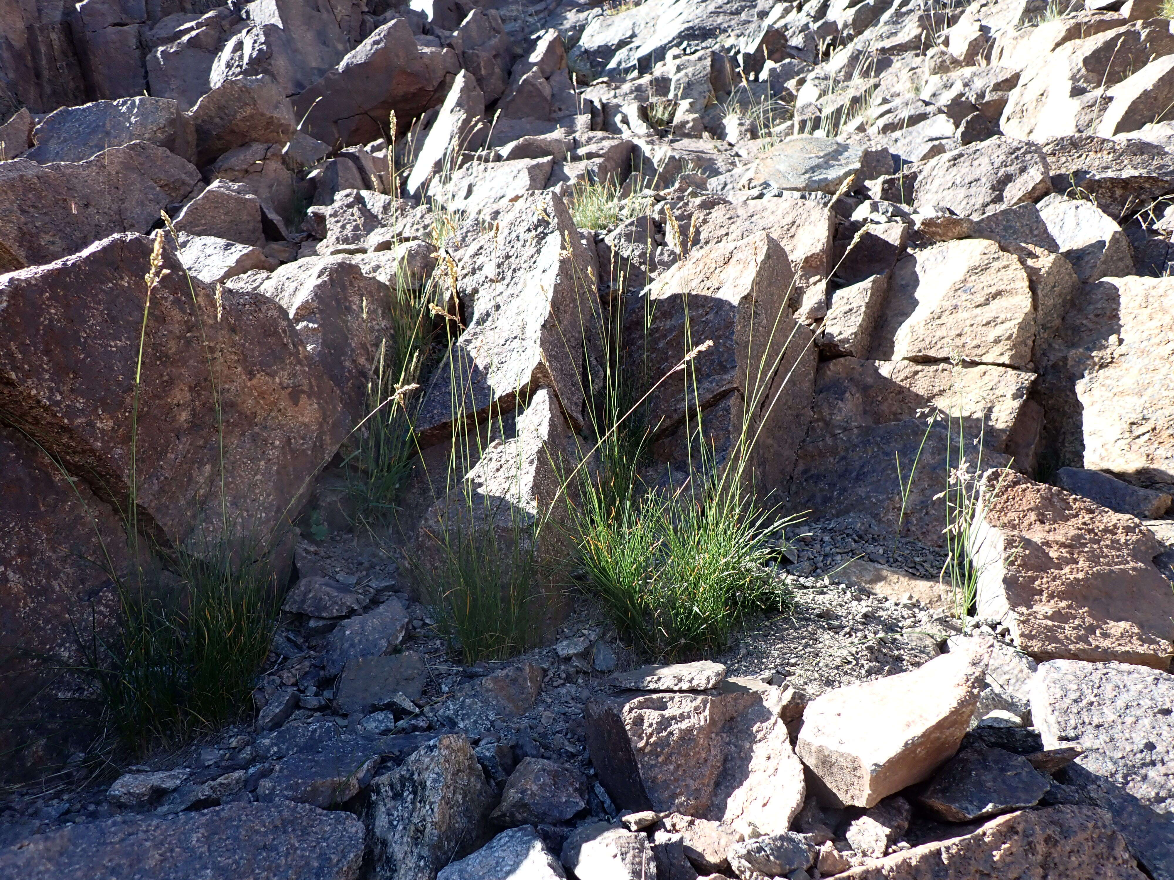 Image de Poa fendleriana (Steud.) Vasey