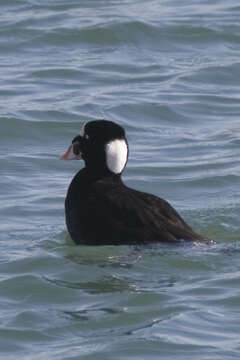 Image of scoter