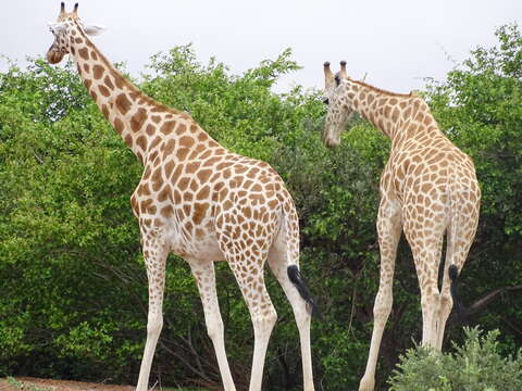 Image of West African Giraffe