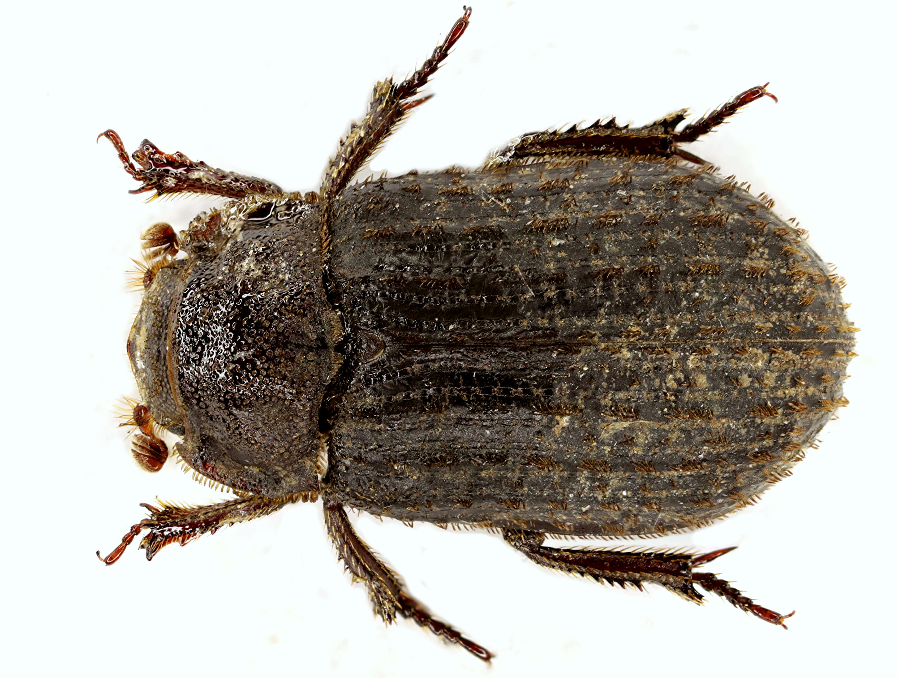 Image of Trox sabulosus (Linnaeus 1758)