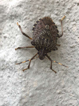 Image of Brown marmorated stink bug