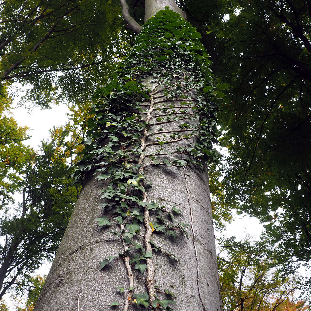 Image of English ivy