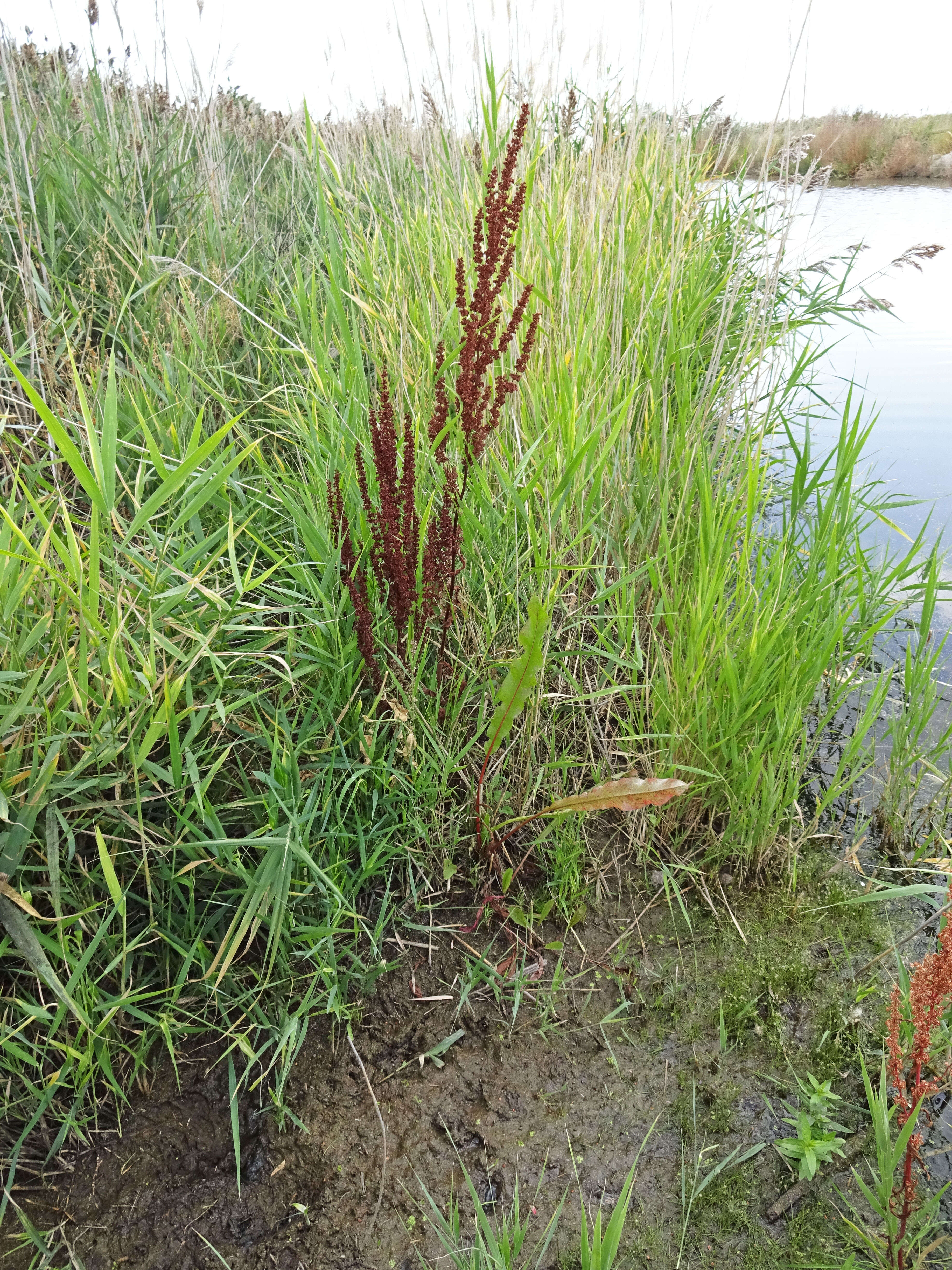 Image de Rumex stenophyllus Ledeb.