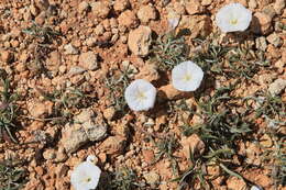 Image of Convolvulus lineatus L.