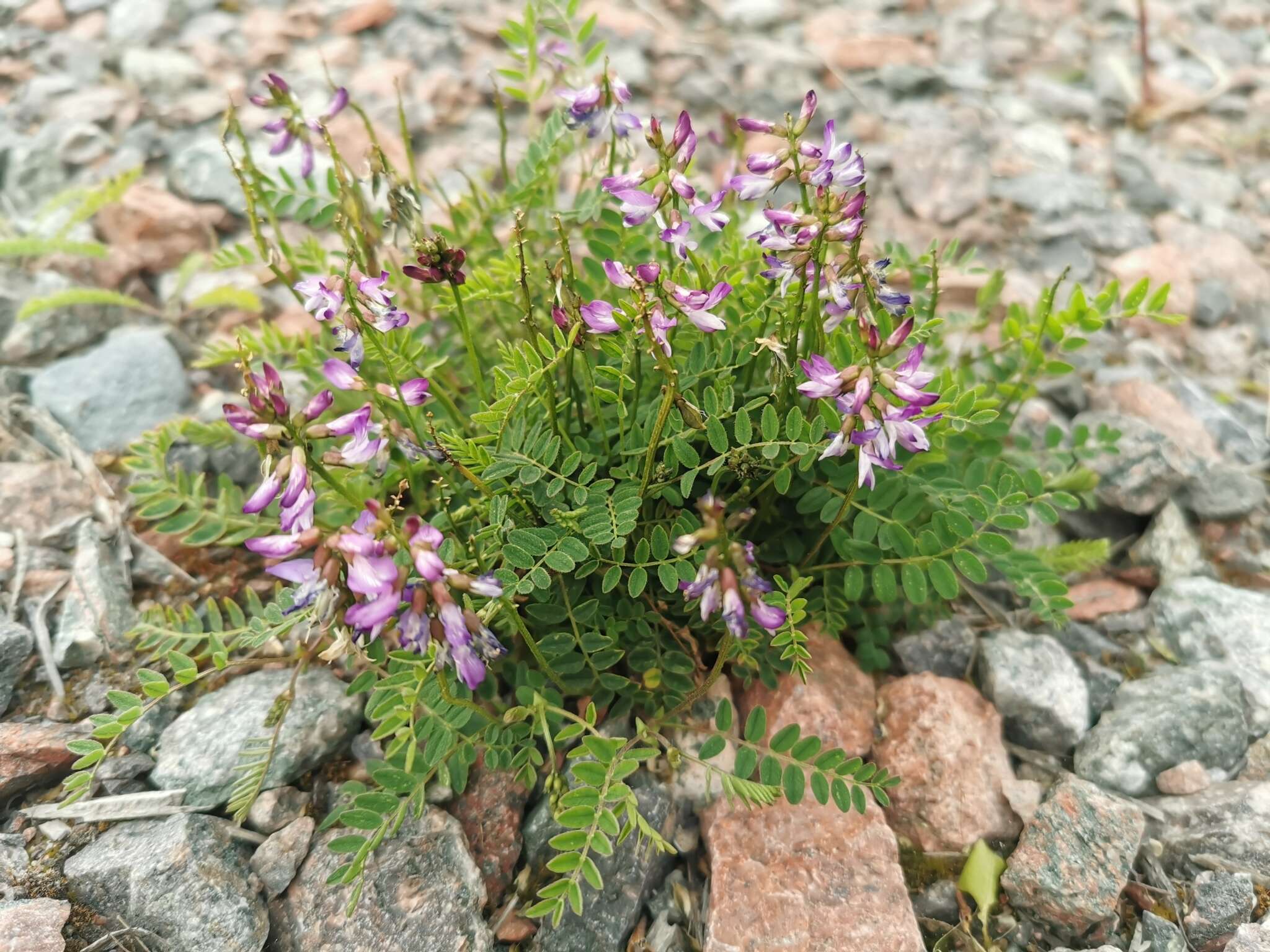 صورة Astragalus alpinus L.