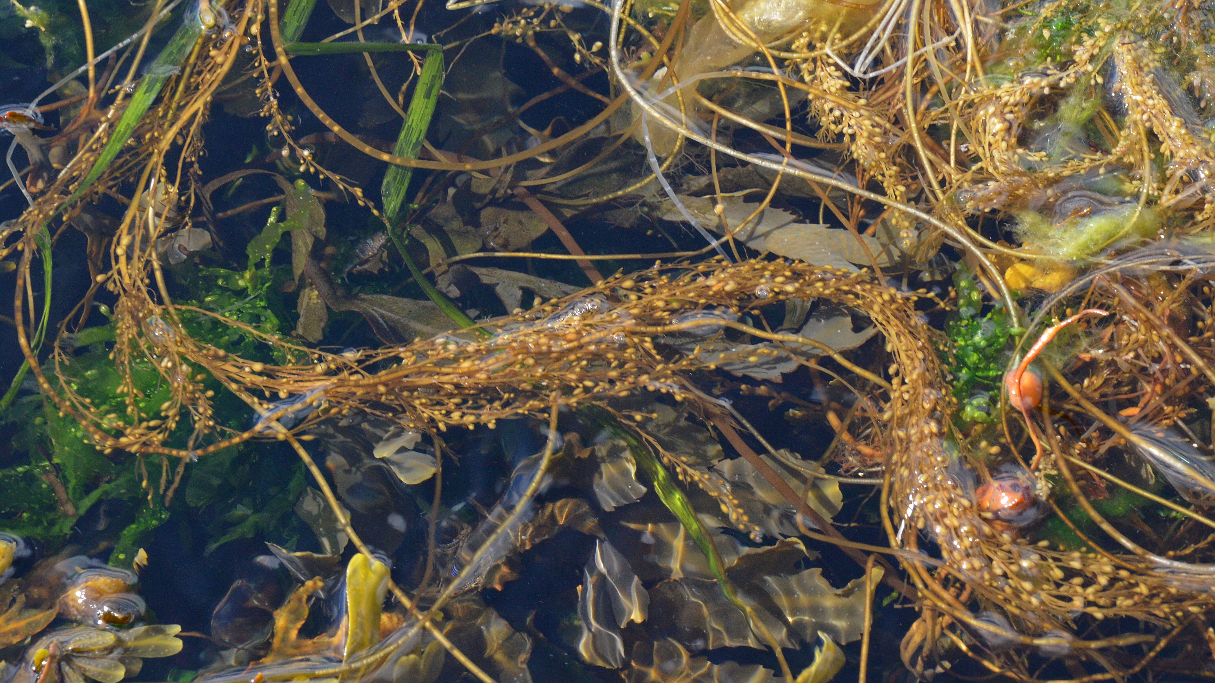 Слика од Sargassum muticum