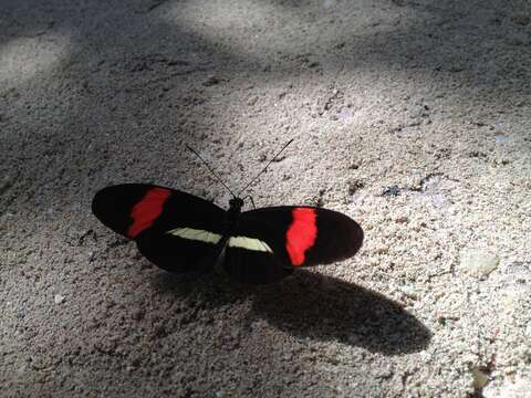 Image of Crimson Patched Longwing