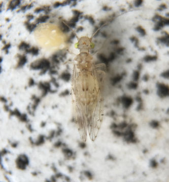 Image of <i>Trichopsocus clarus</i> (Banks & N. 1908)