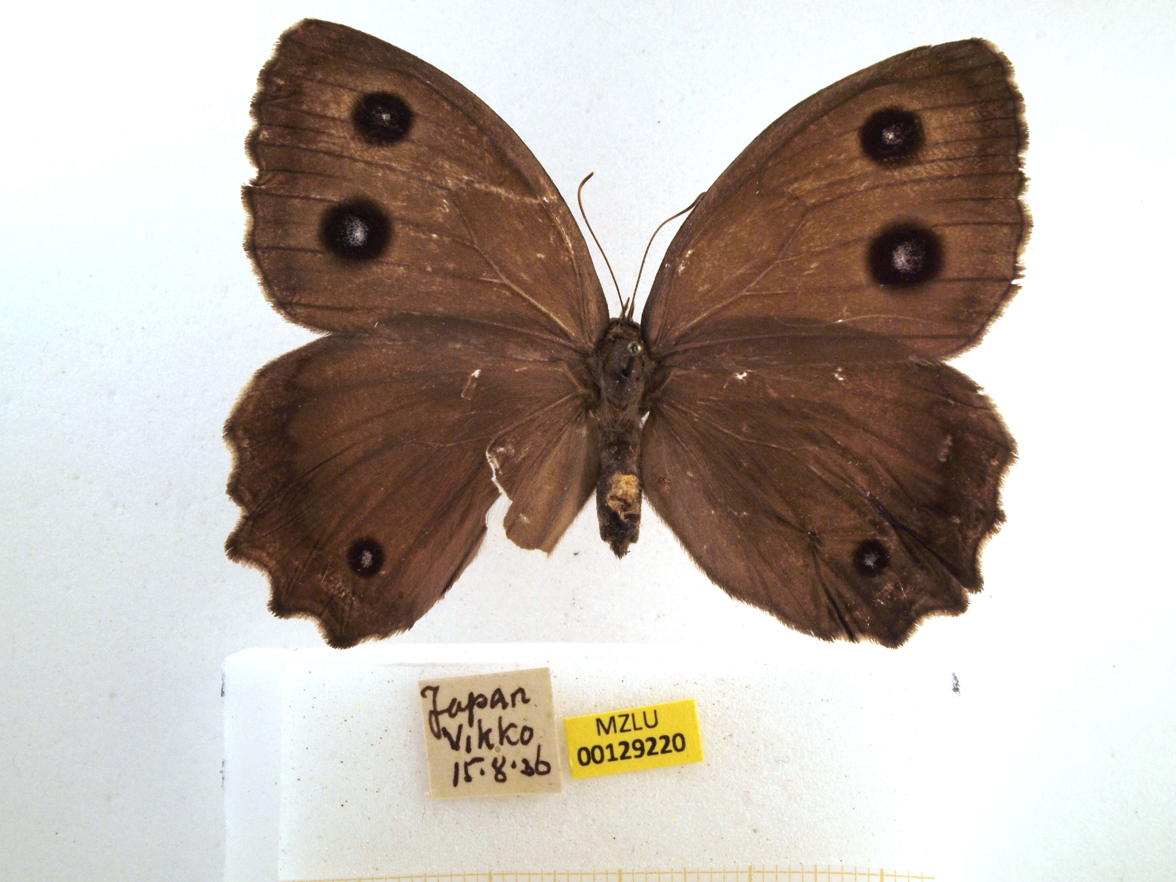 Image of Minois dryas