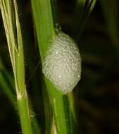 Image of spittlebugs