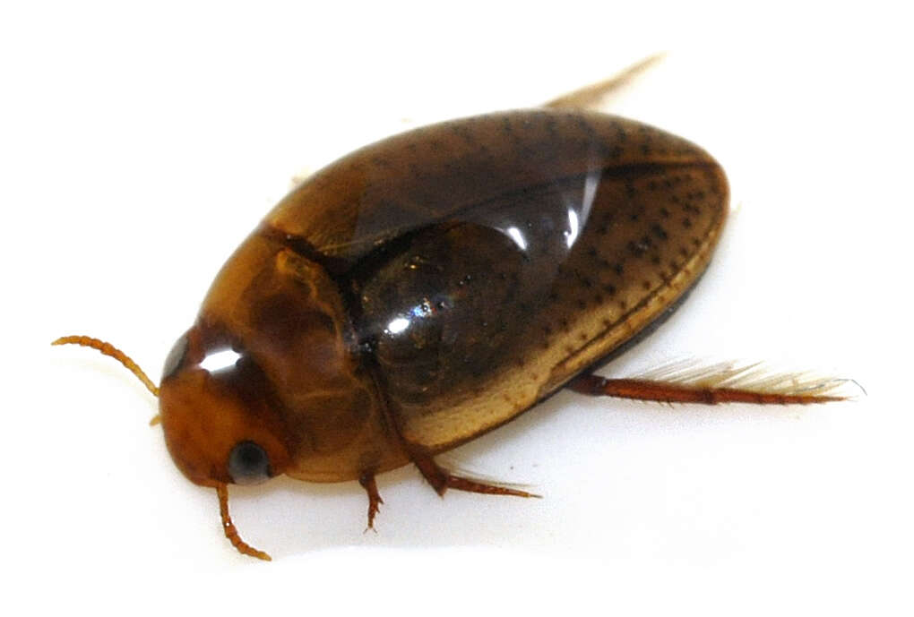 Image de Noterus clavicornis