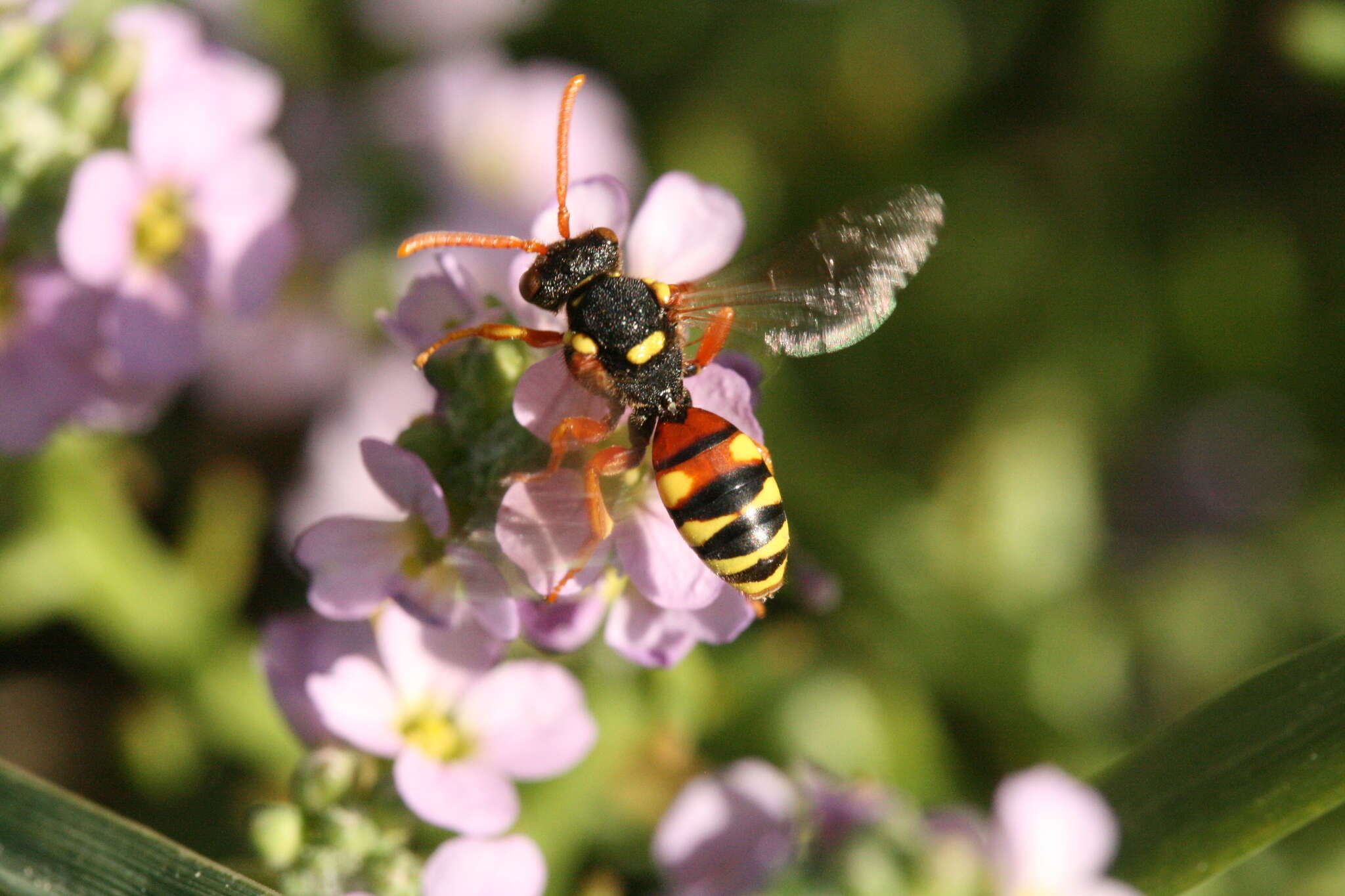 Image of Nomada fucata Panzer 1798