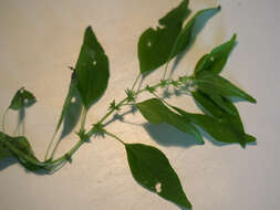 Image of Pennsylvania pellitory