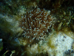 Image of Mushroom coral