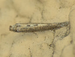 Image of convolvulus leafminer