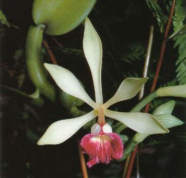 Image of Vanilla imperialis Kraenzl.