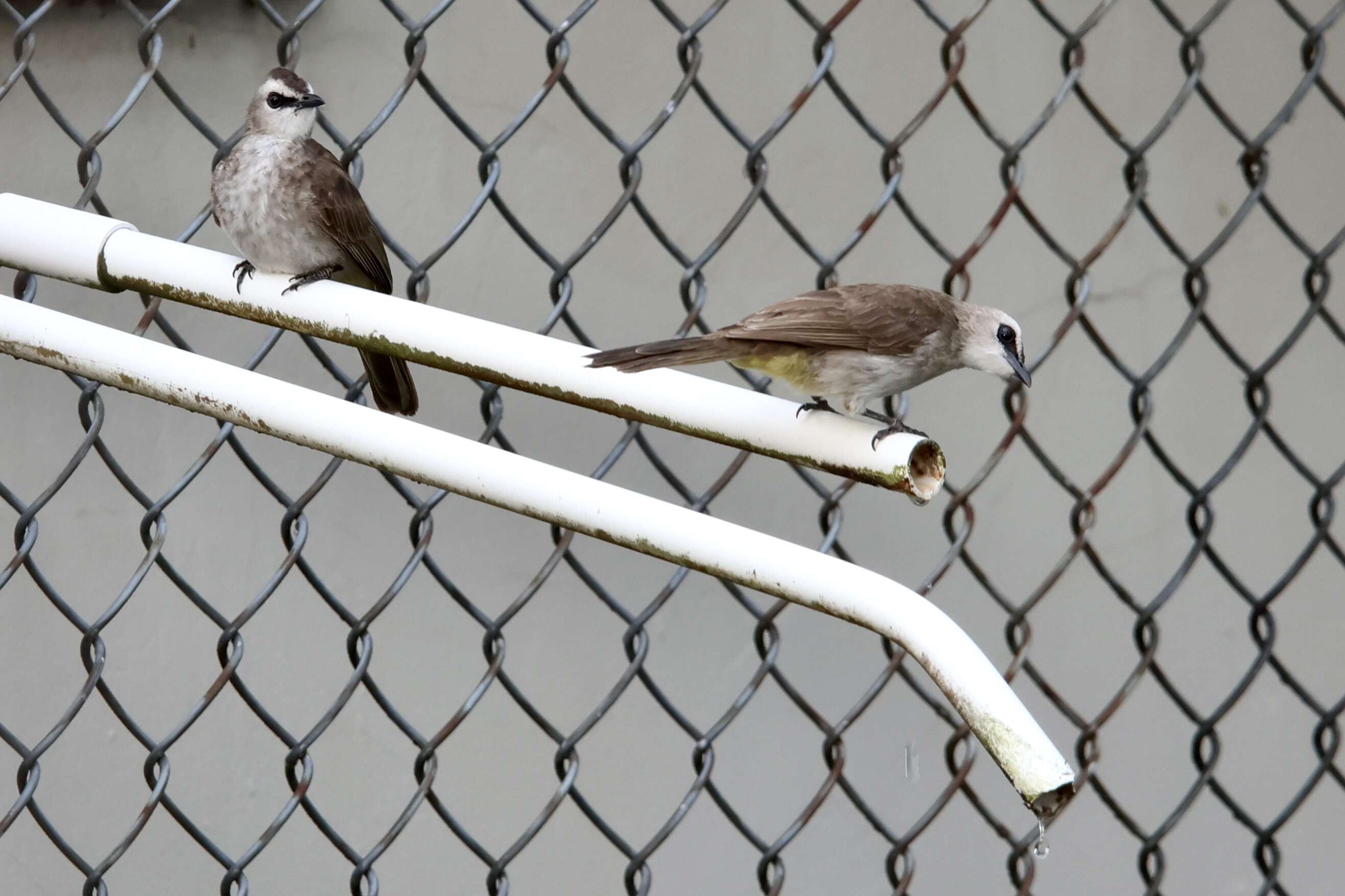 Image of Yellow-vented Bulbul