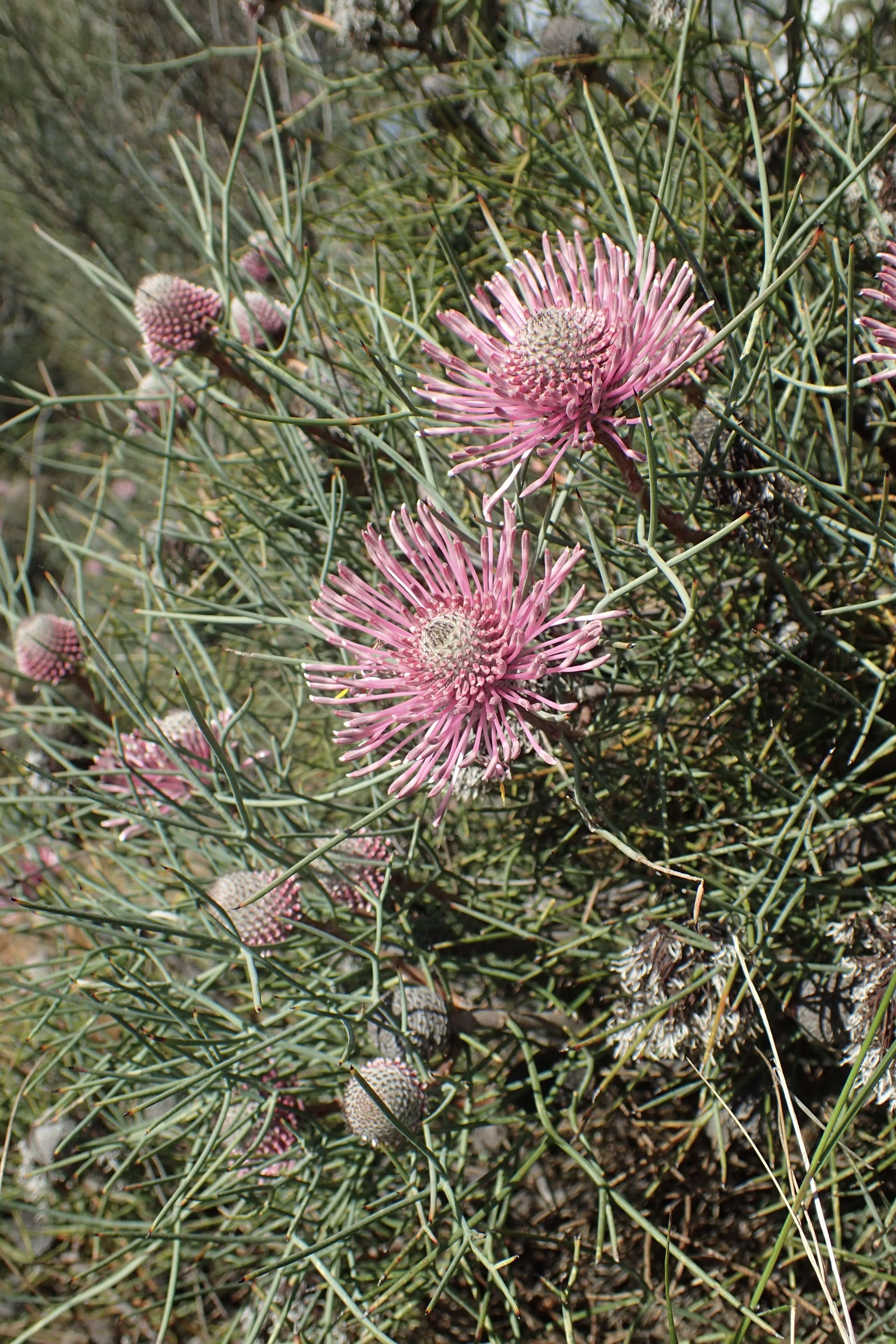 Imagem de Isopogon divergens R. Br.