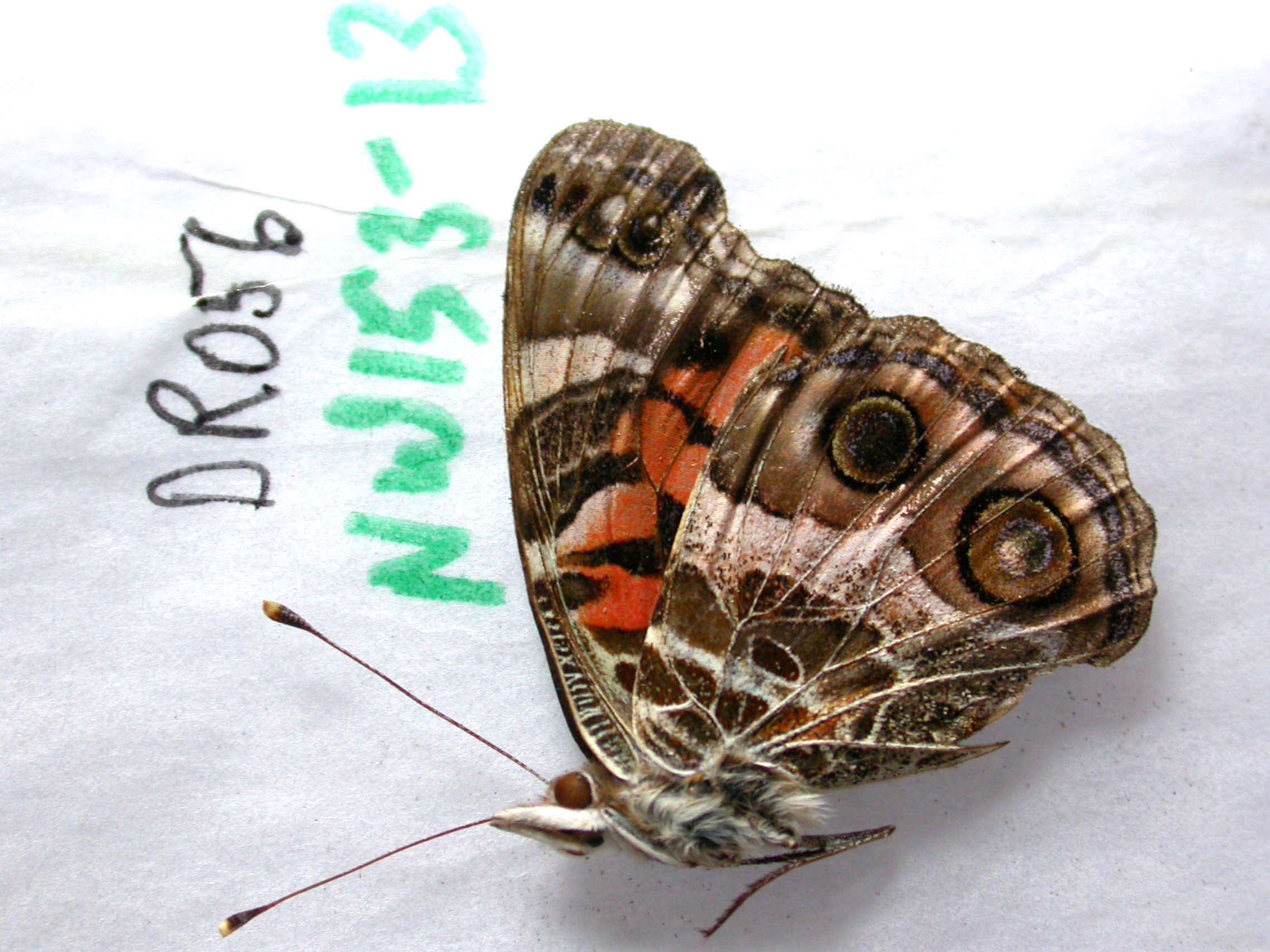 Image of Vanessa virginiensis