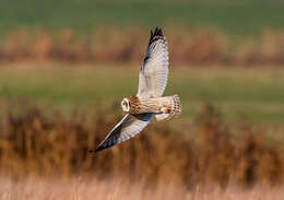 Image de Hibou des marais