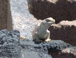 Image of Zebratail lizards