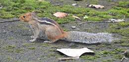 Image of Jungle Palm Squirrel