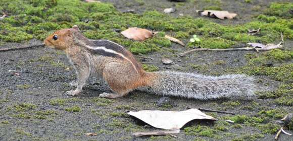 Image of Jungle Palm Squirrel