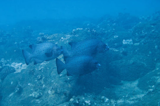 Image of Rock porgy